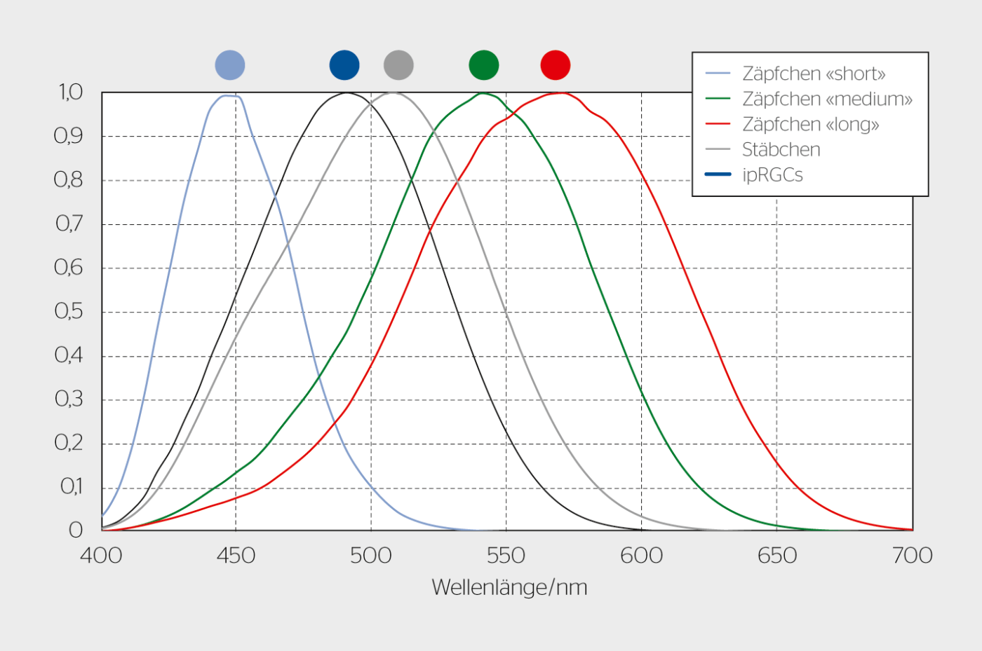 <strong>Bild 1</strong> Wirkungsfunktionen der fünf unterschiedlichen Fotorezeptoren im menschlichen Auge. Das Maximum der Wirkungsfunktion der fotosensitiven Ganglienzellen (ipRGCs) liegt im cyan-blauen Bereich.