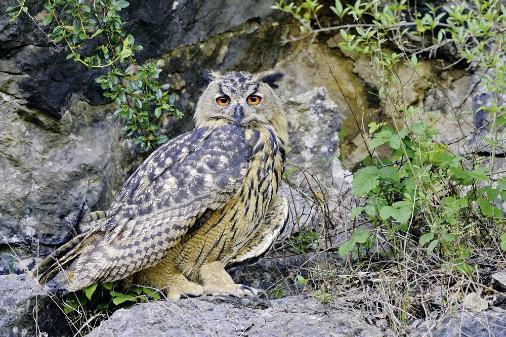 Der Uhu ist eine eindrückliche Erscheinung – und stark gefährdet. Um ihn besser zu schützen, arbeiten Vogelschutz und Netzbetreiber im Engadin zusammen – mit Erfolg.
