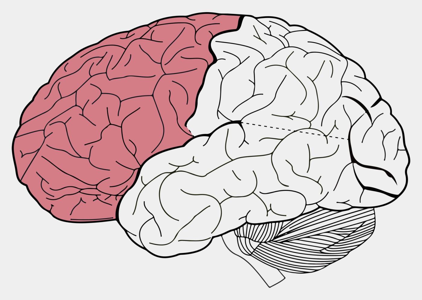 Präfrontaler Cortex (rot eingefärbt).