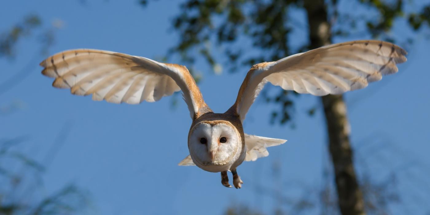 Photo: CC0 Creative Commons