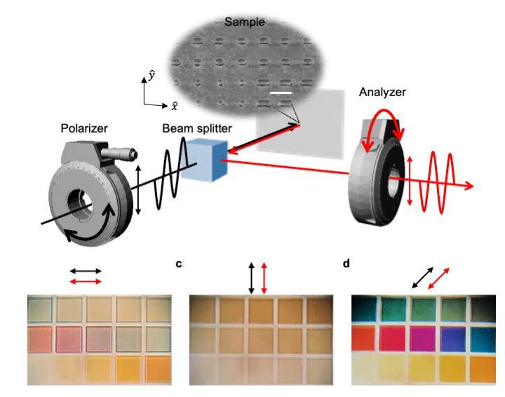 Schéma illustrant l'effet des différentes directions de polarisation sur les couleurs réfléchies par les nanostructures en argent.