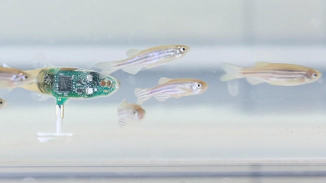 Un robot espion chez les poissons