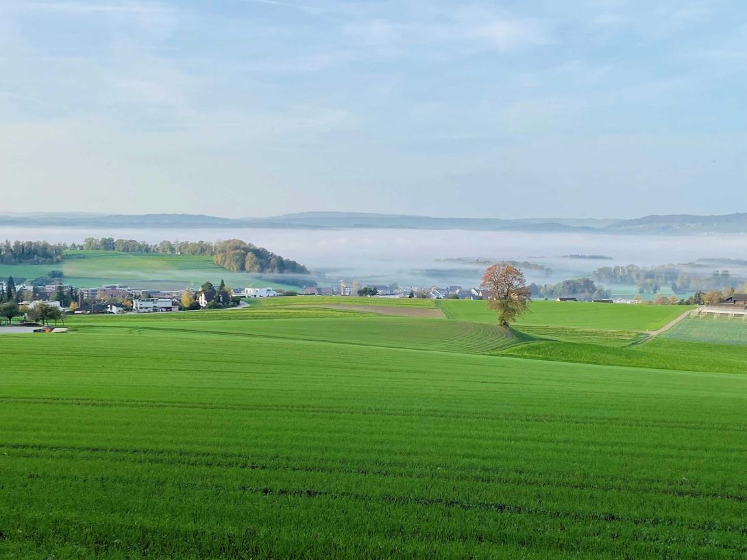 Anreize schaffen, Verteilnetz entlasten